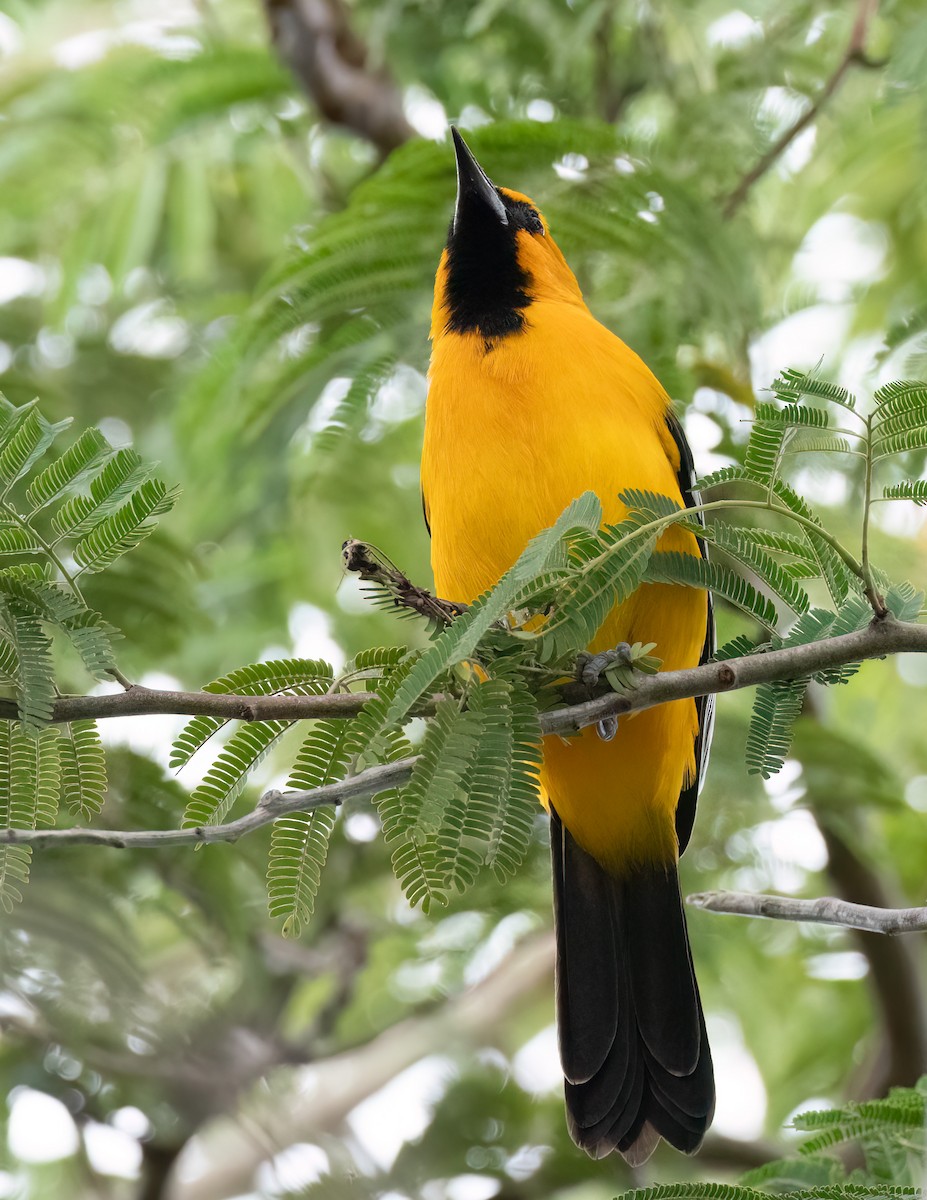 Altamira Oriole - Jan Allen