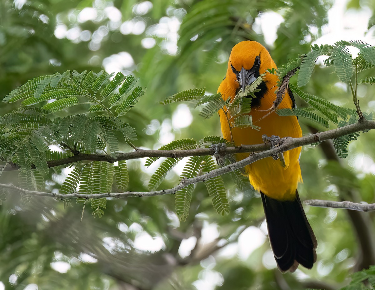 Altamira Oriole - Jan Allen