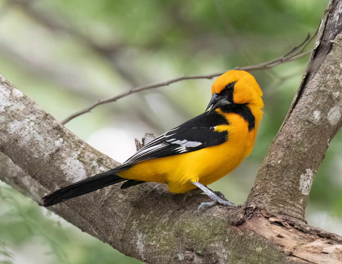 Oriole à gros bec - ML612889742