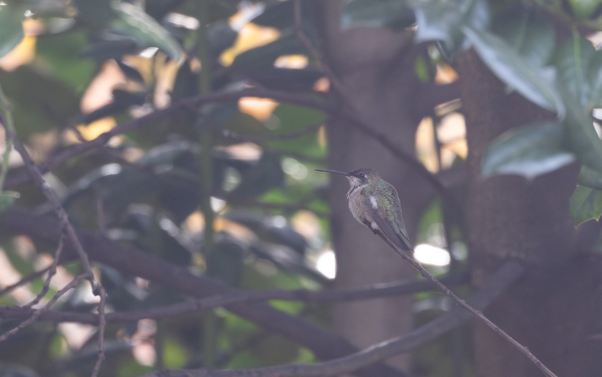 Black-chinned Hummingbird - ML612889744