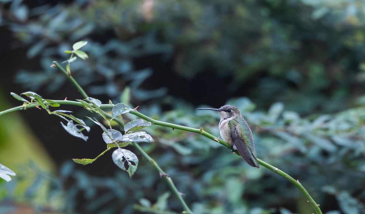 Black-chinned Hummingbird - ML612889745