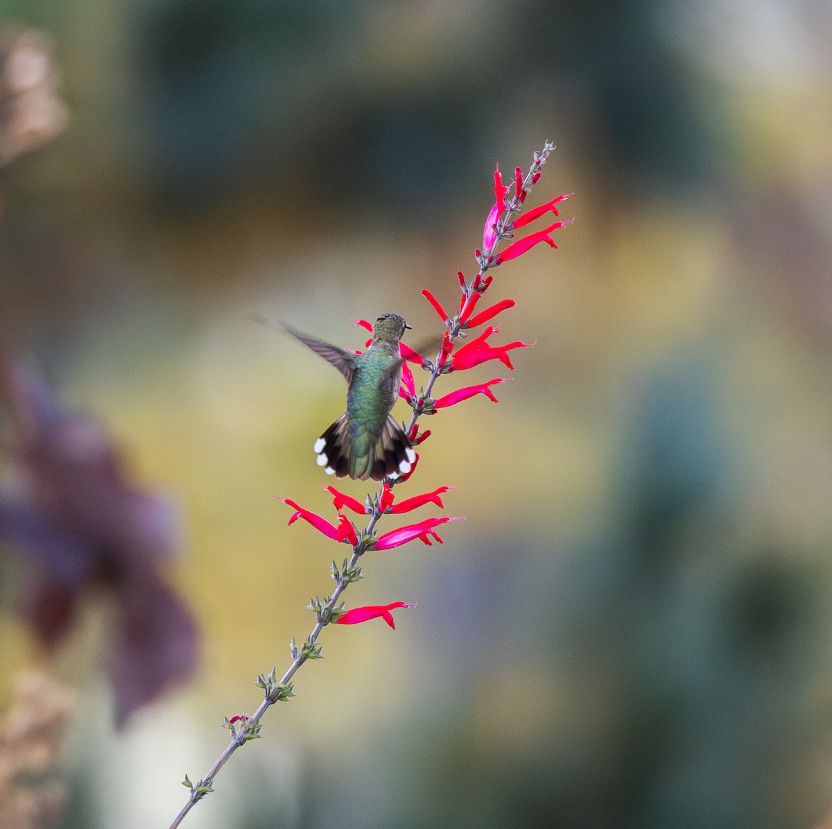Black-chinned Hummingbird - ML612889753