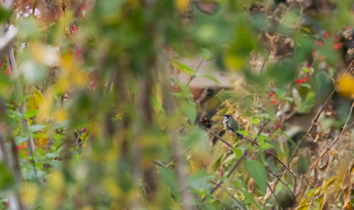 Kara Boğazlı Kolibri - ML612889759
