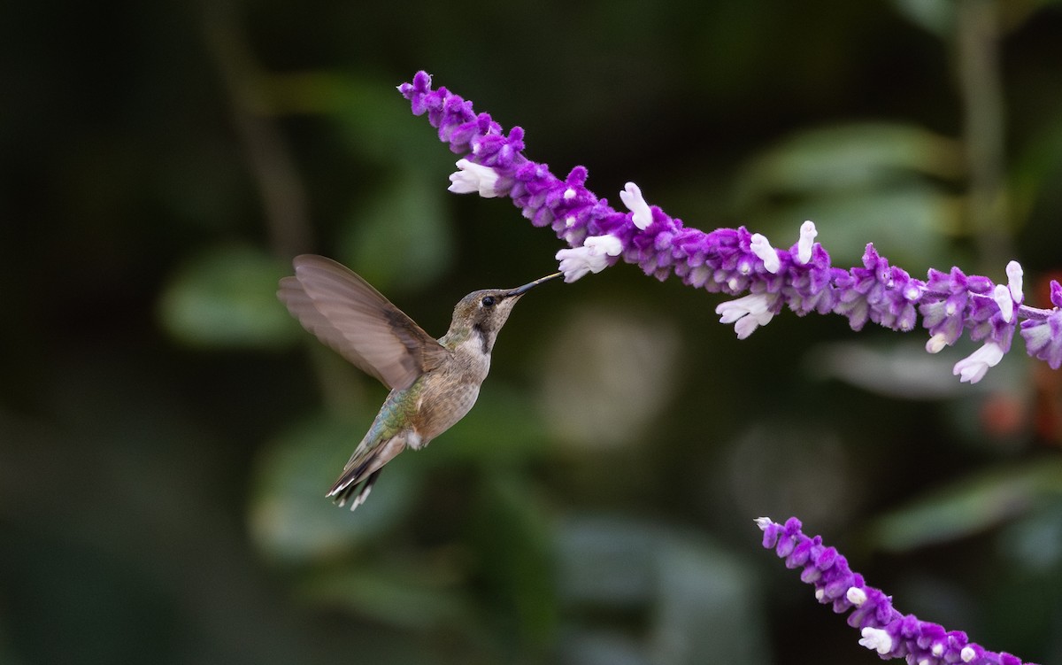 Black-chinned Hummingbird - ML612889771