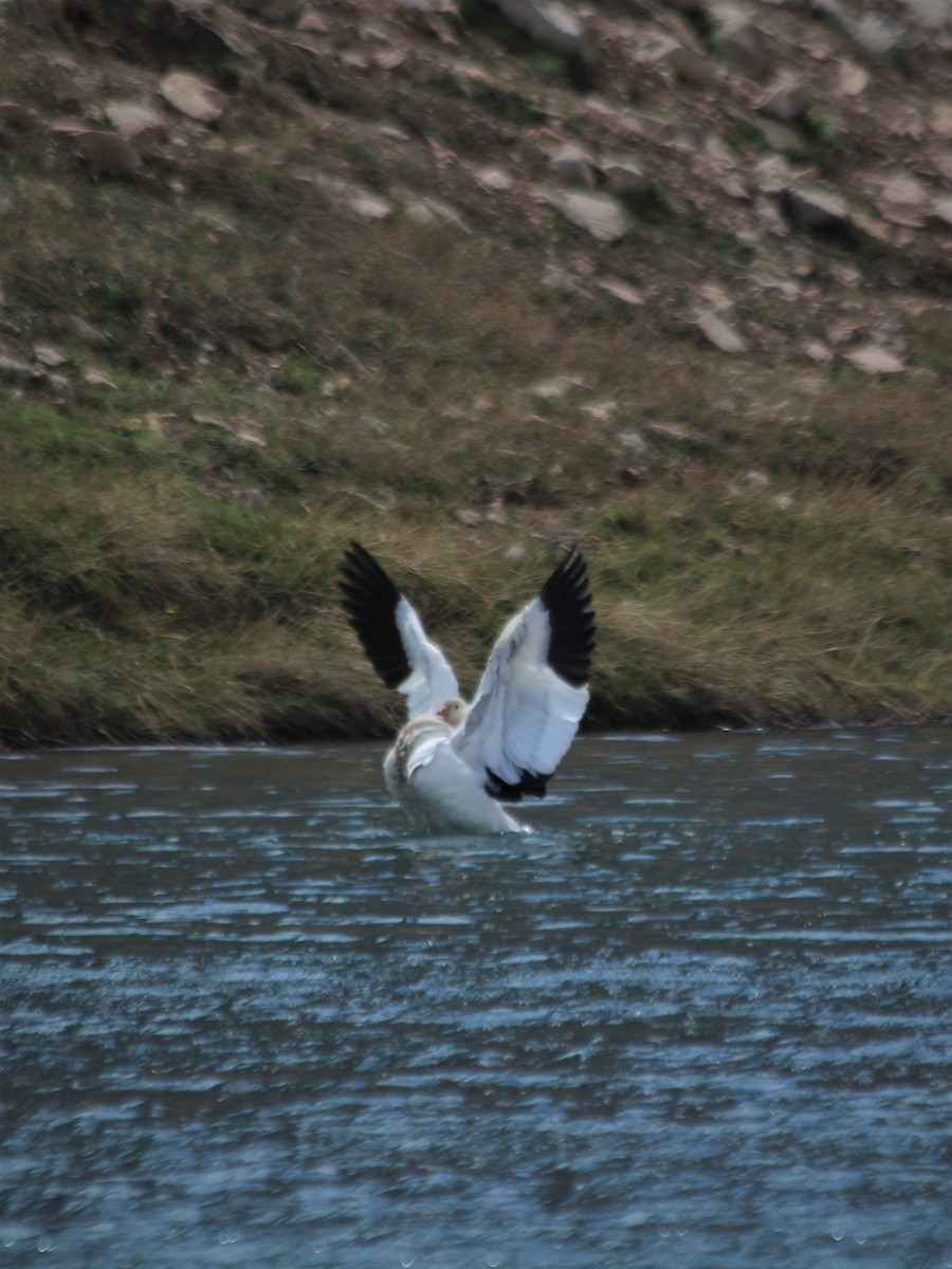 Andean Goose - Javiera Gutiérrez