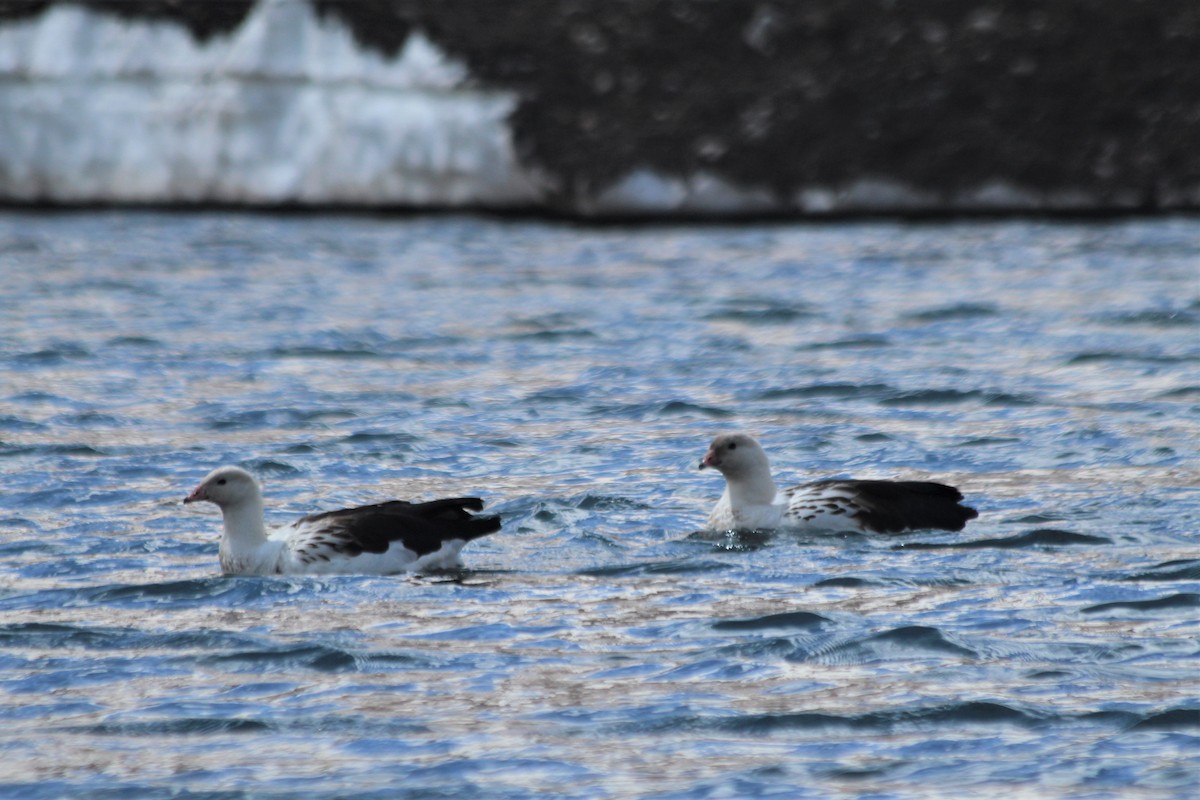 Andean Goose - ML612889820