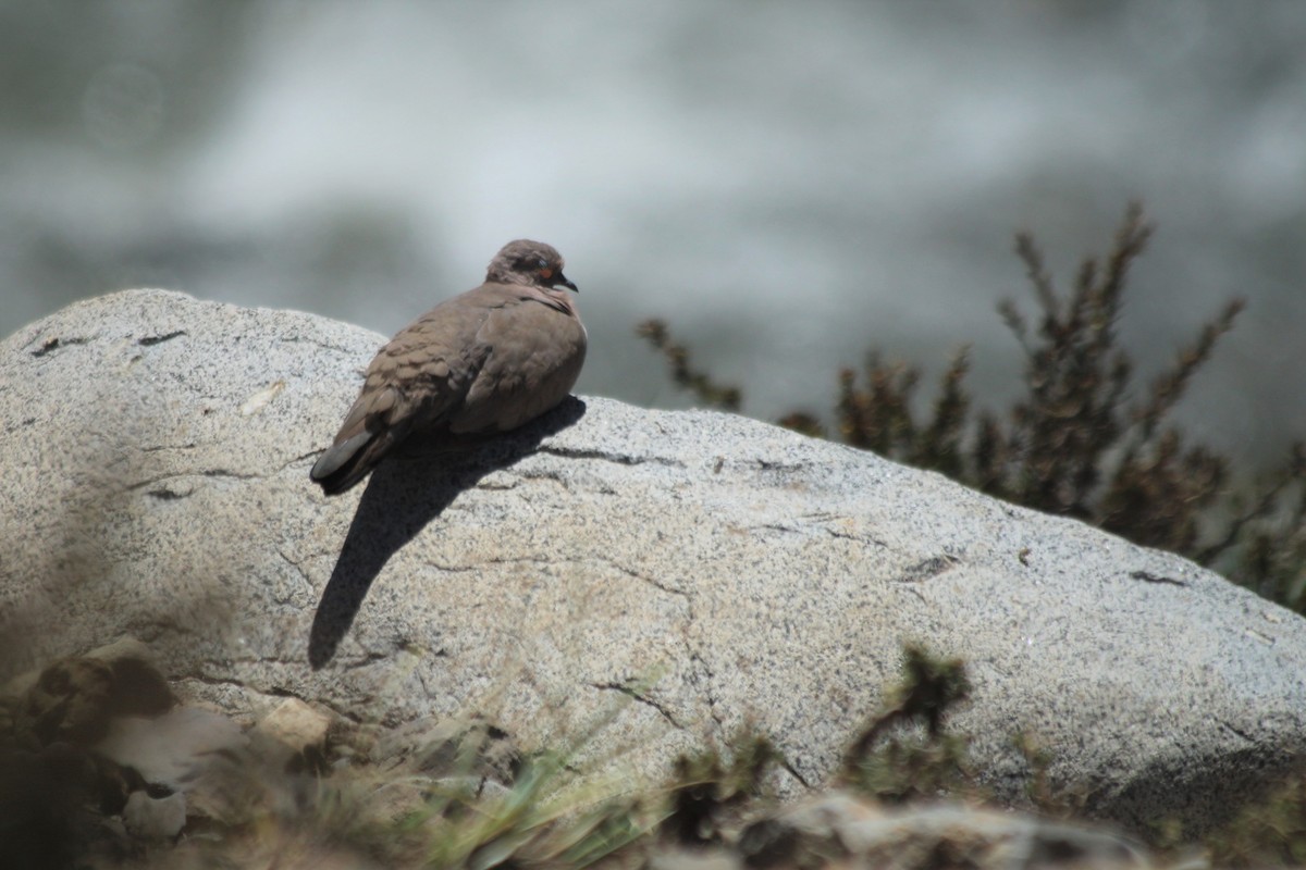 Black-winged Ground Dove - Javiera Gutiérrez