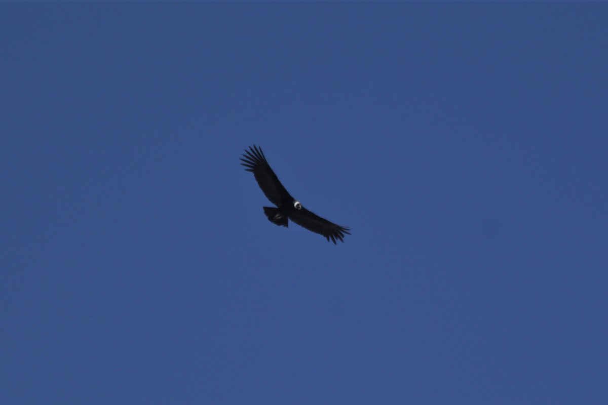 Andean Condor - Javiera Gutiérrez