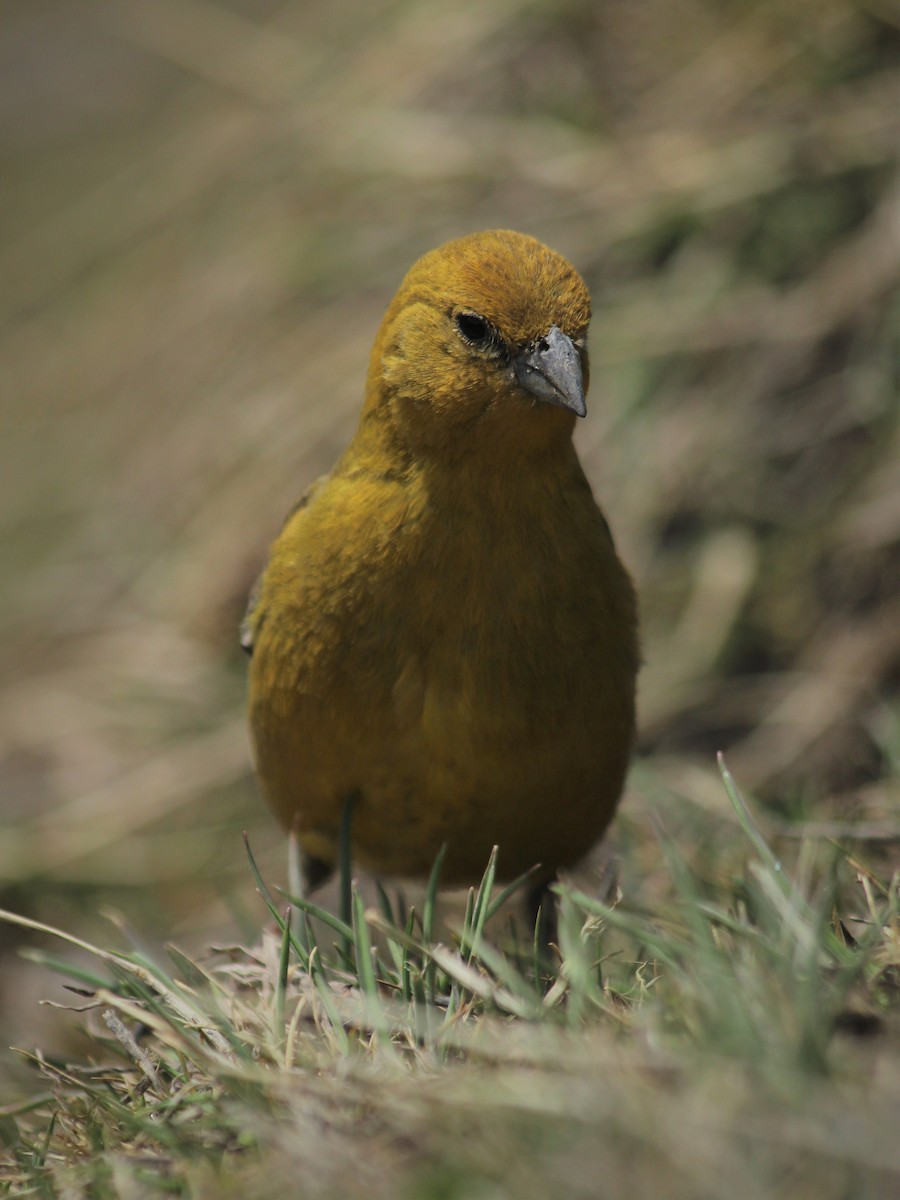 Greater Yellow-Finch - Javiera Gutiérrez