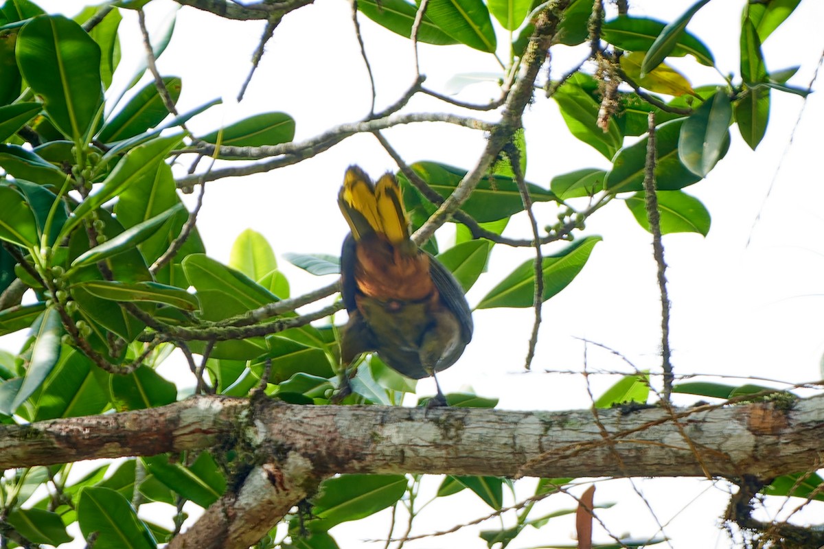 Dusky-green Oropendola - Tomáš Grim