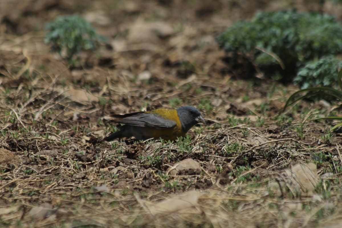 Gray-hooded Sierra Finch - Javiera Gutiérrez