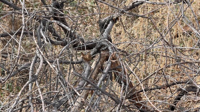 Troglodyte des forêts - ML612889896