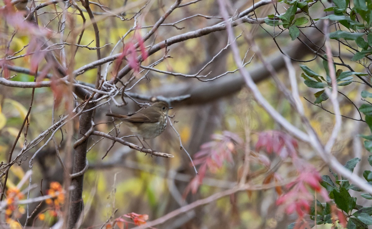 Hermit Thrush (faxoni/crymophilus) - Jay McGowan