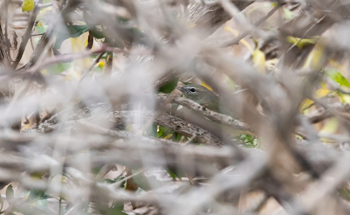 Orange-crowned Warbler (Gray-headed) - Jay McGowan