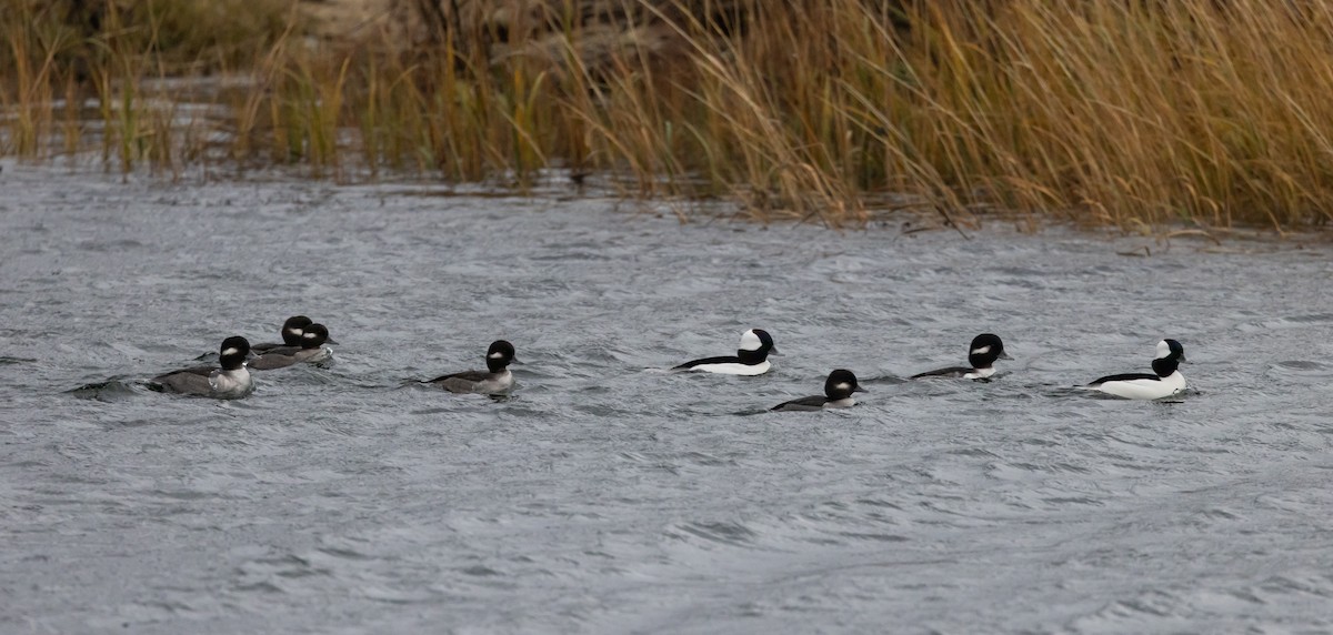 Bufflehead - ML612889973