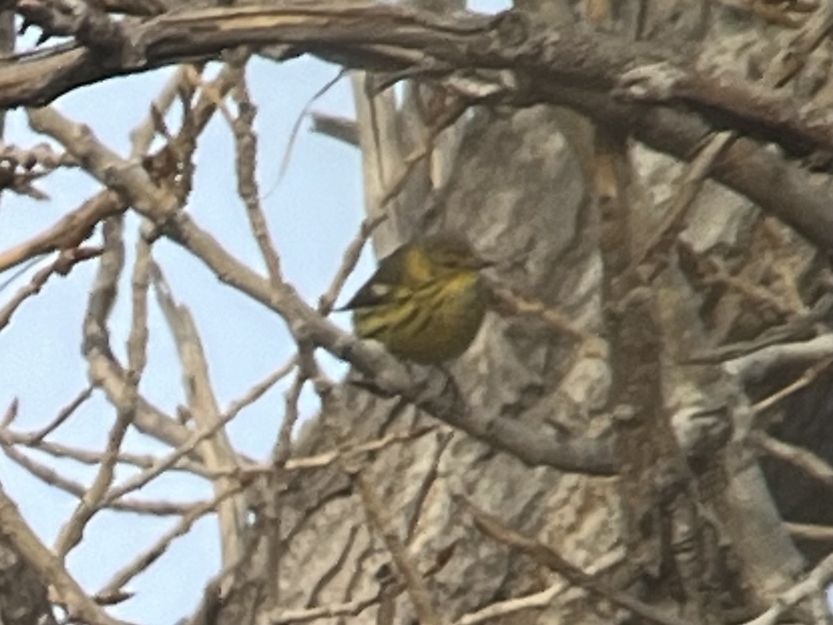 Cape May Warbler - ML612889992