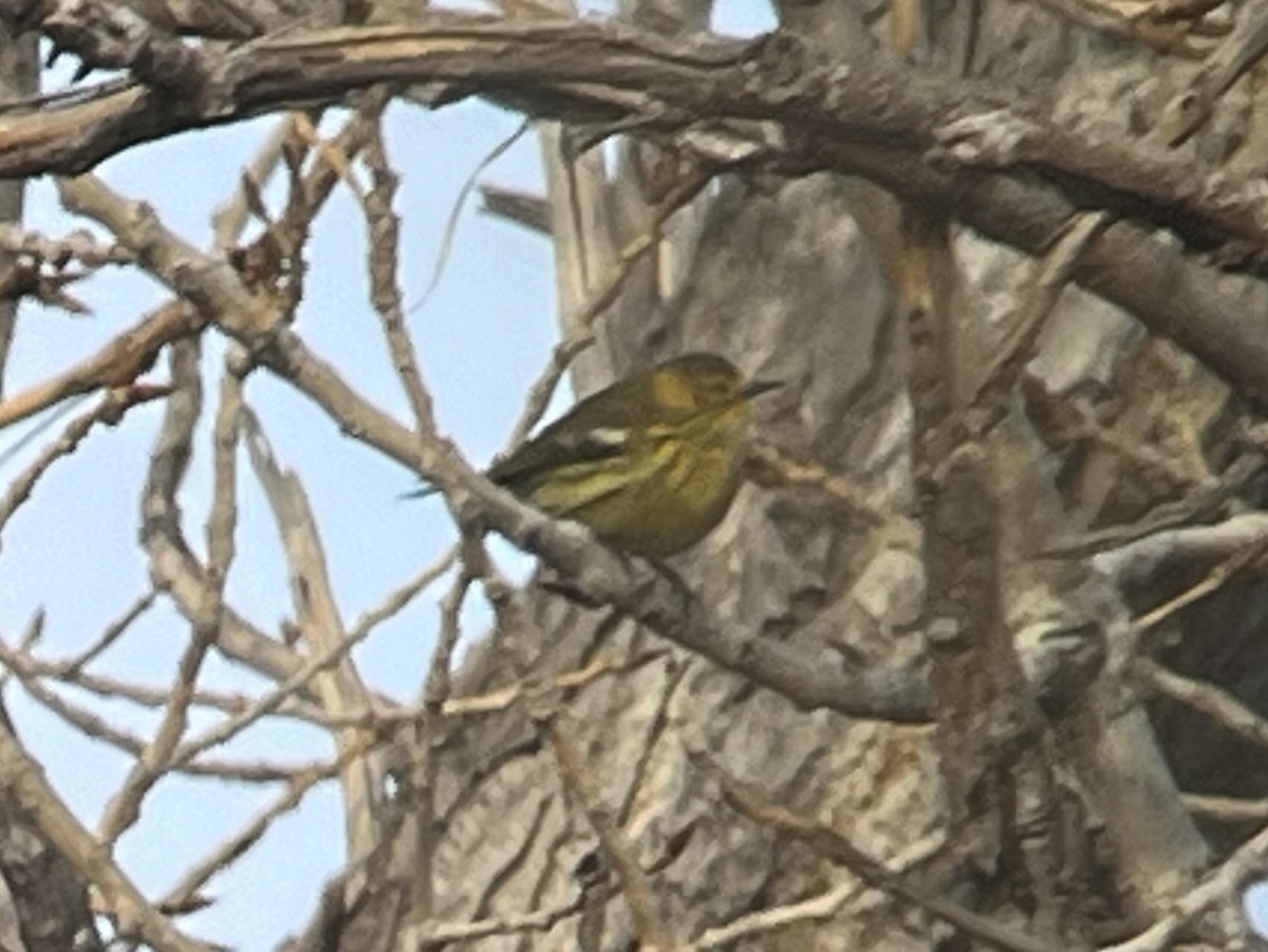 Cape May Warbler - ML612889993
