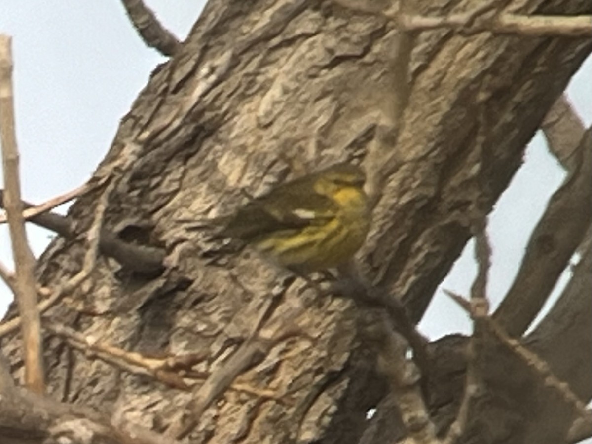 Cape May Warbler - ML612889994