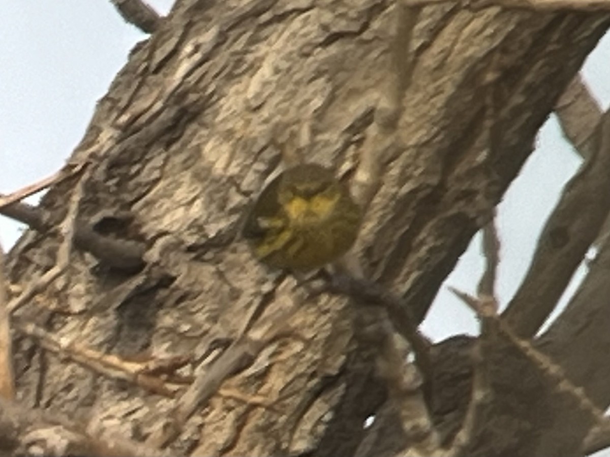 Cape May Warbler - ML612889995