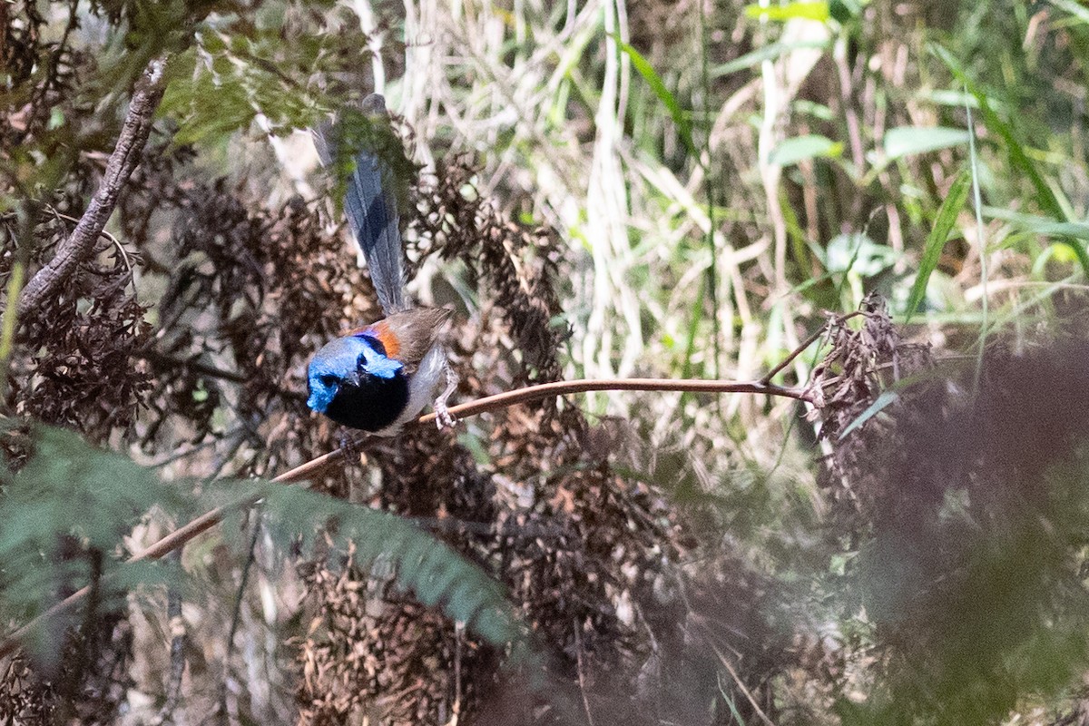 Variegated Fairywren - ML612890033