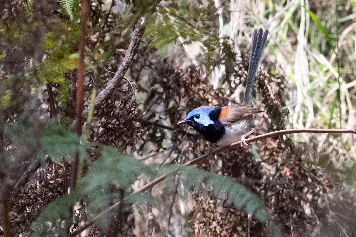 Variegated Fairywren - ML612890034