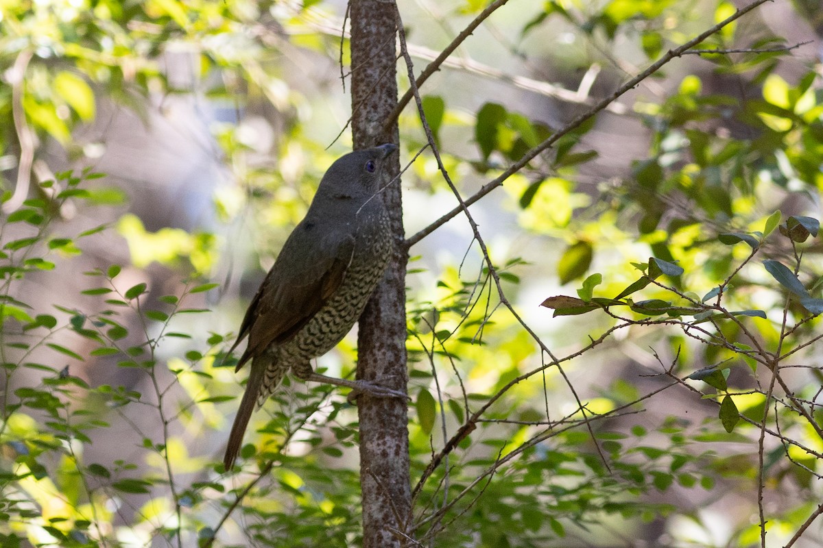 Satin Bowerbird - ML612890067