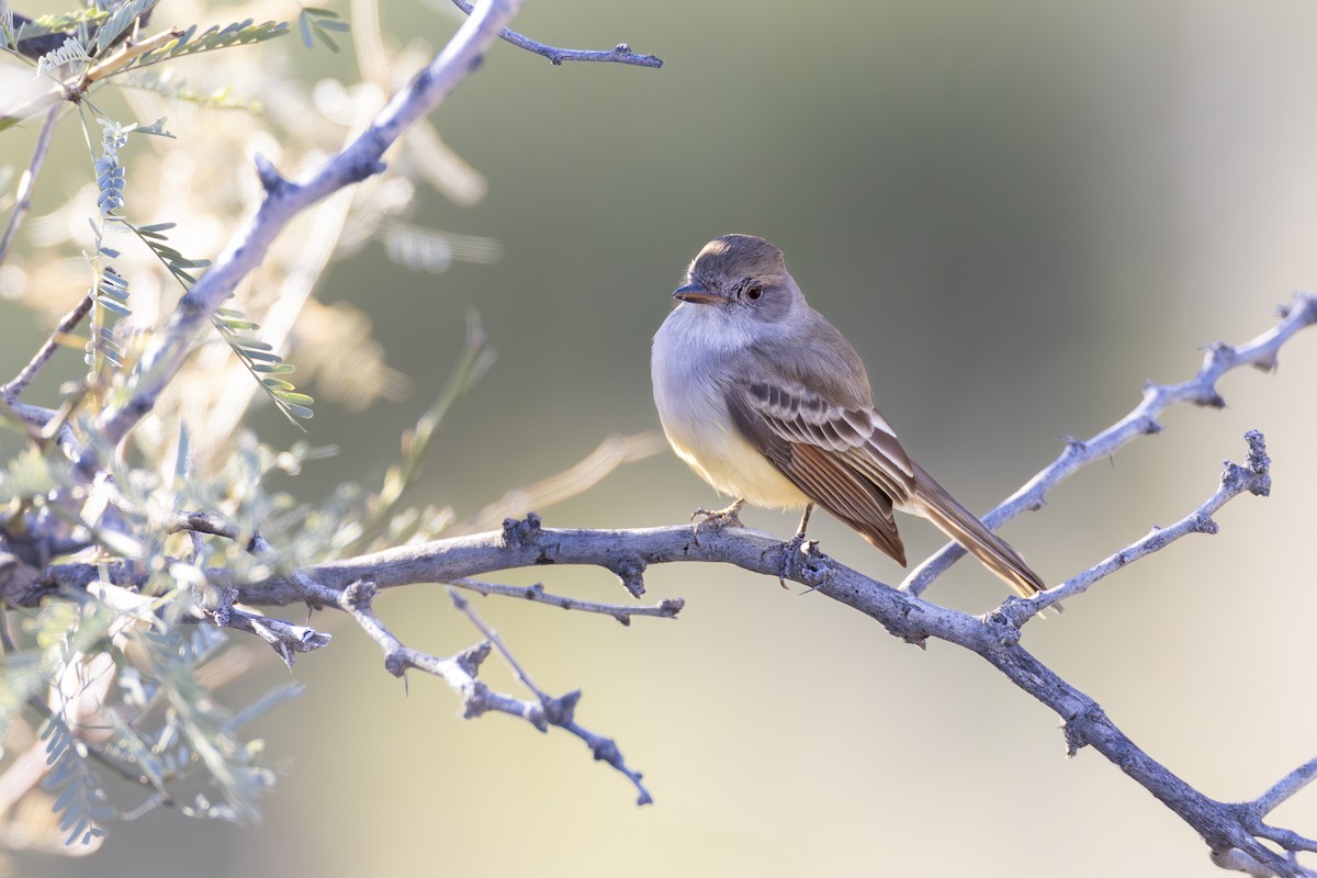 Nutting's Flycatcher - Tena Gardiner