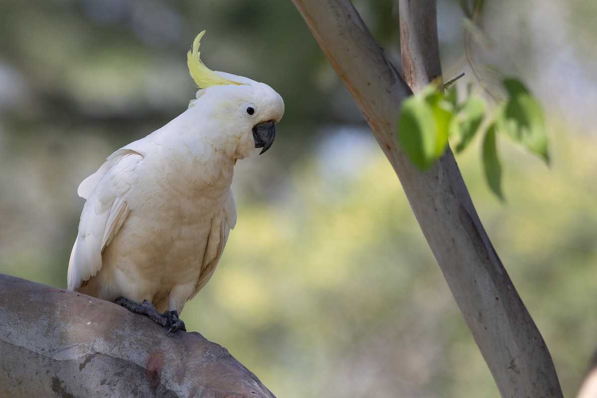 Sulphur-crested Cockatoo - ML612890079