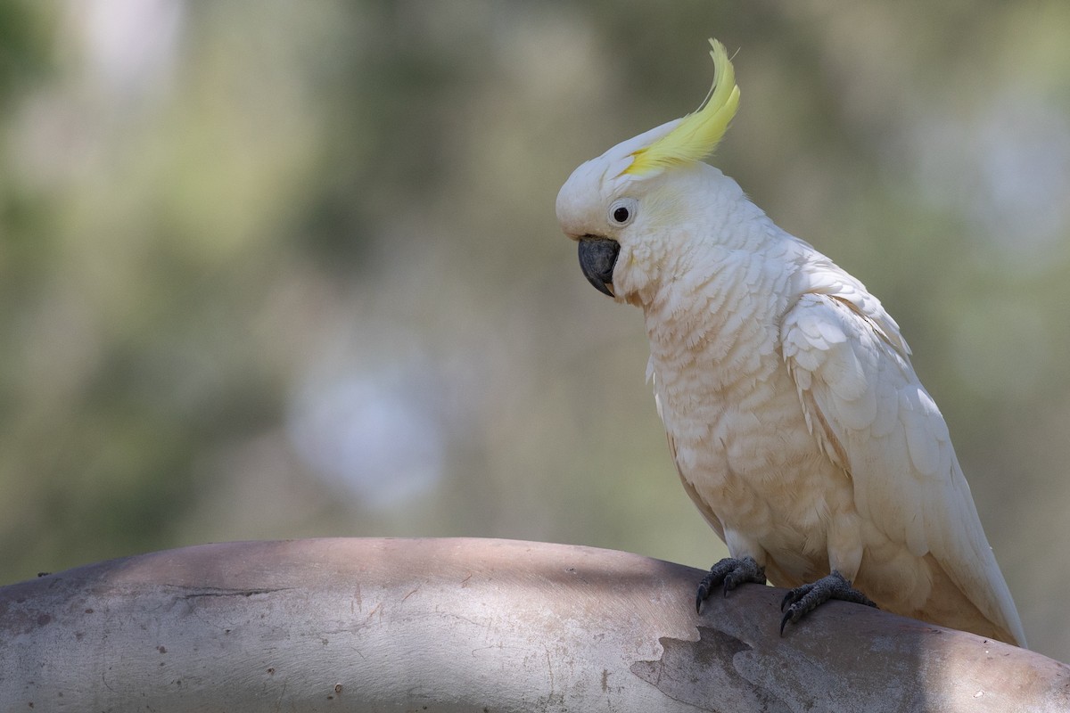 Sulphur-crested Cockatoo - ML612890080