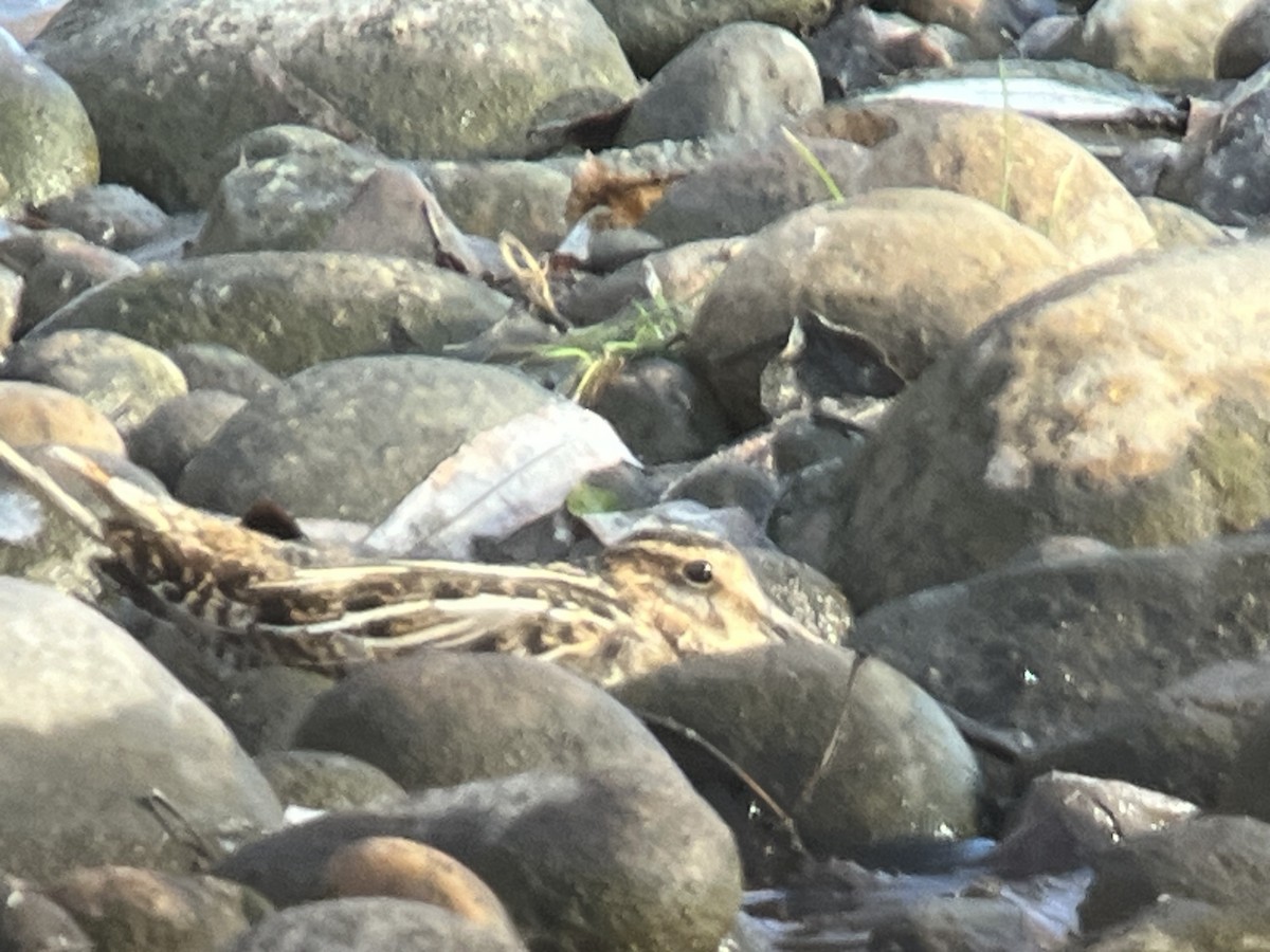 Wilson's Snipe - ML612890081