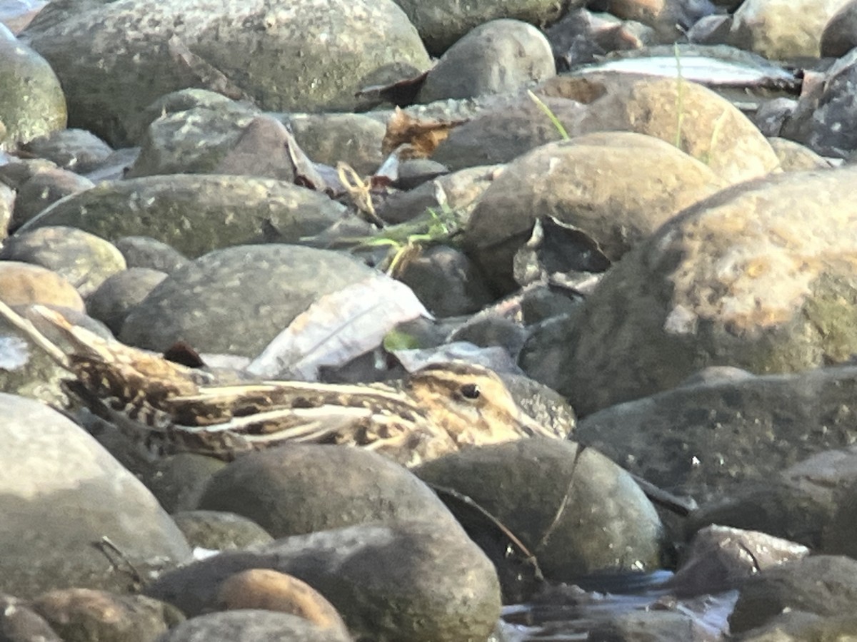 Wilson's Snipe - ML612890082