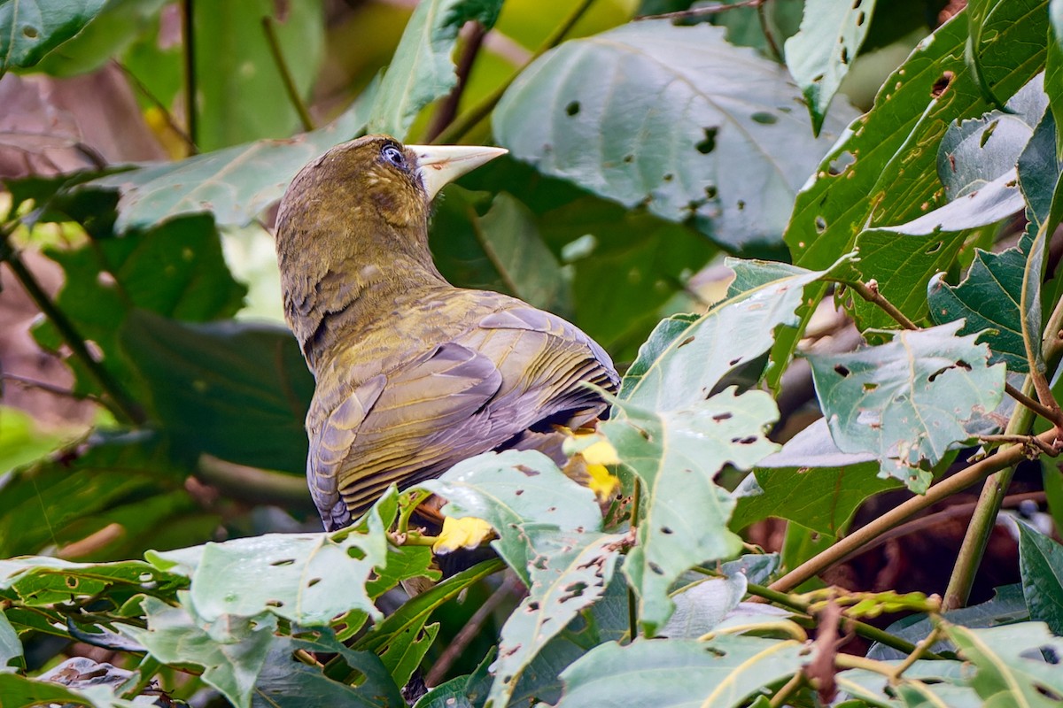 Dusky-green Oropendola - ML612890085