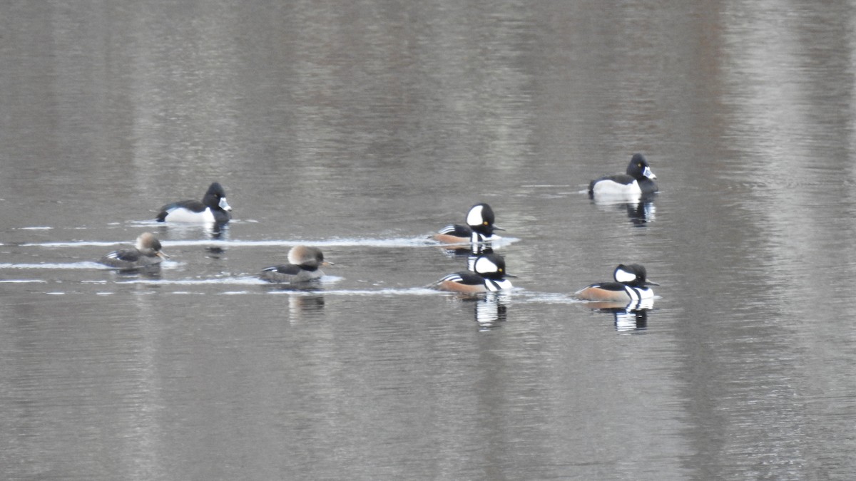 Ring-necked Duck - Anca Vlasopolos