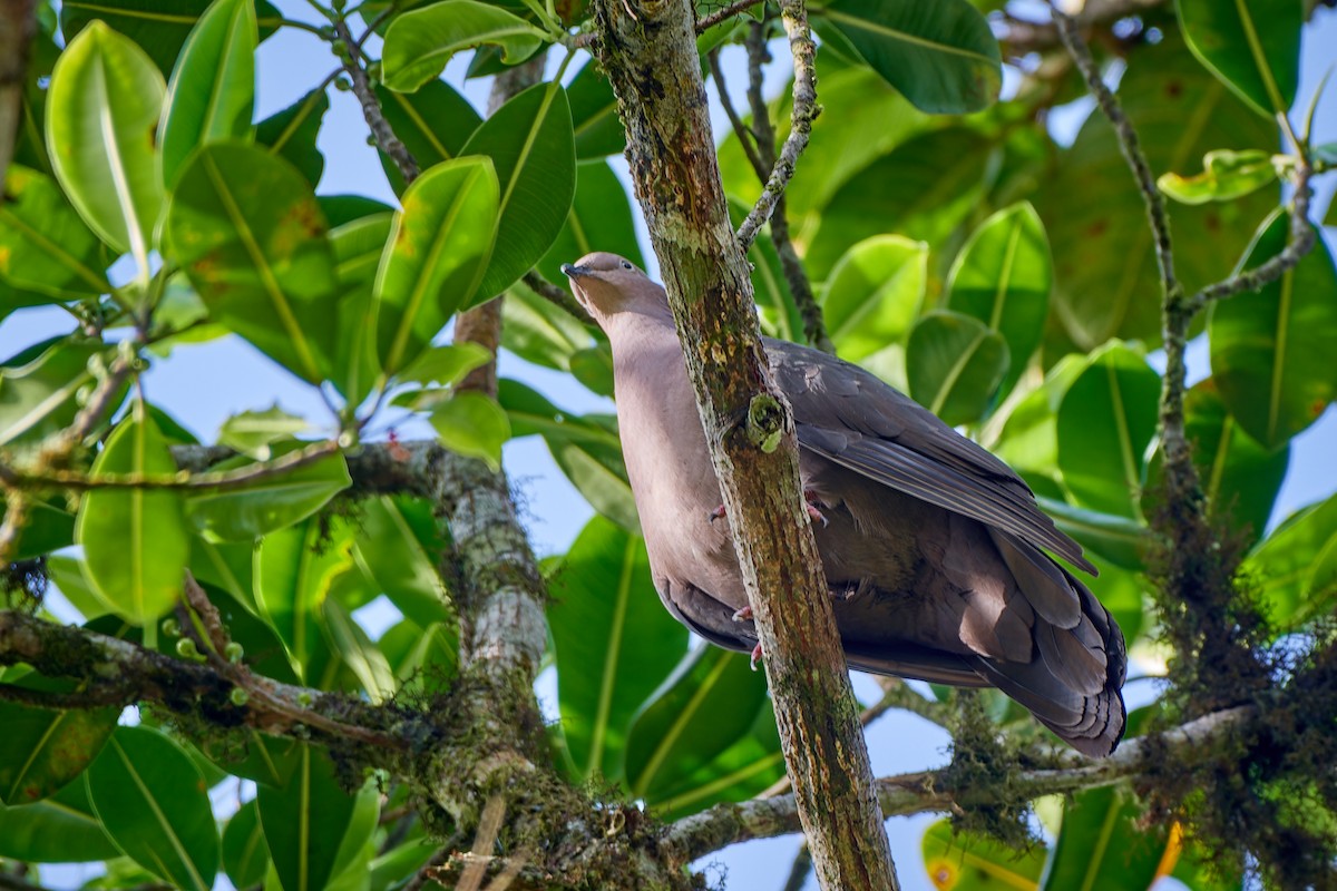 Plumbeous Pigeon - Tomáš Grim