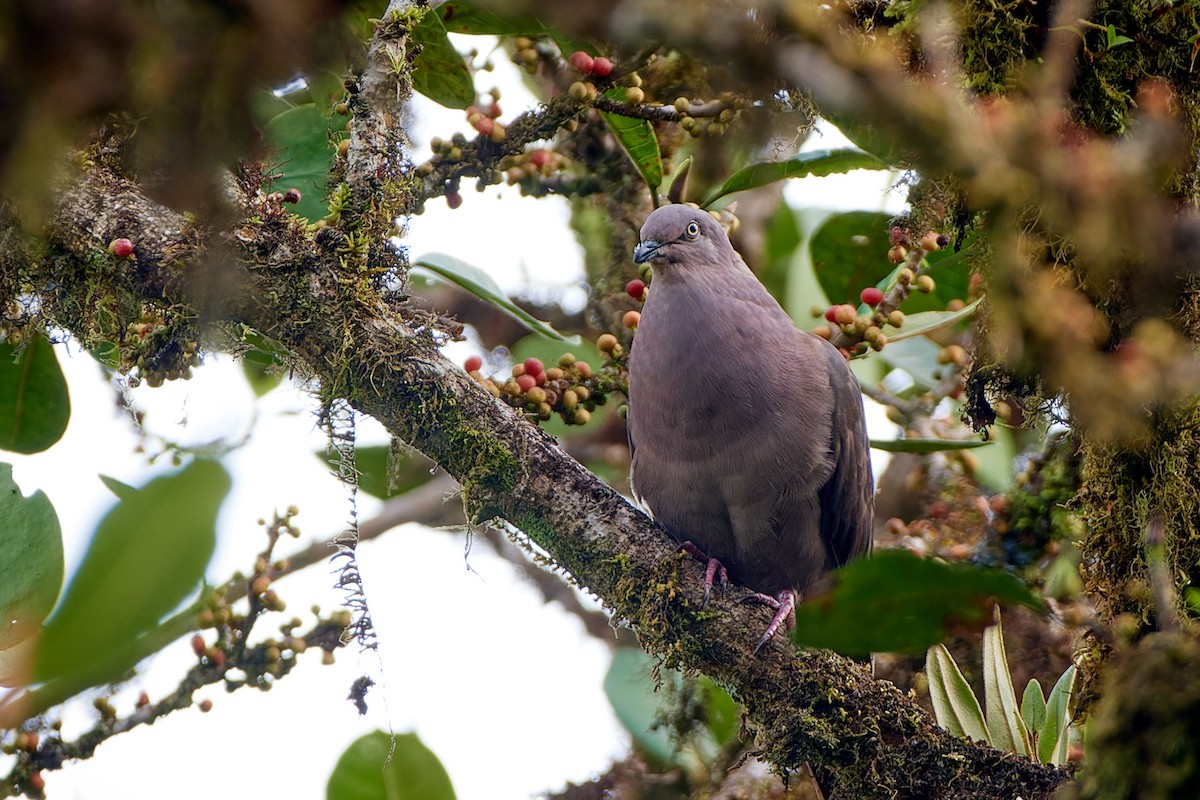 Plumbeous Pigeon - ML612890125