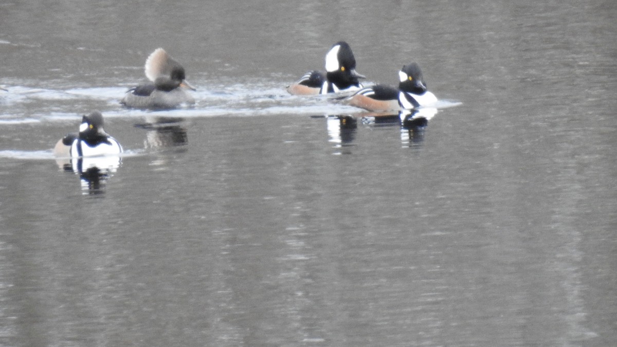 Hooded Merganser - ML612890129