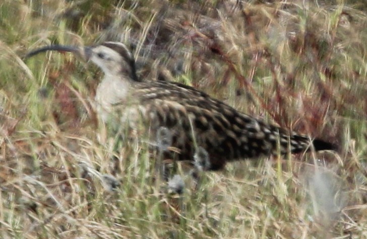 Bristle-thighed Curlew - ML612890144