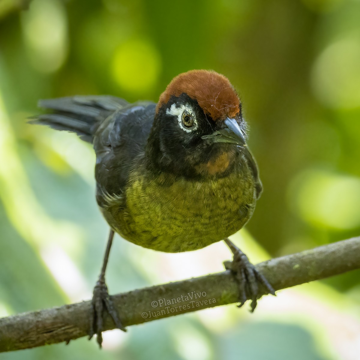 White-rimmed Brushfinch - ML612890232