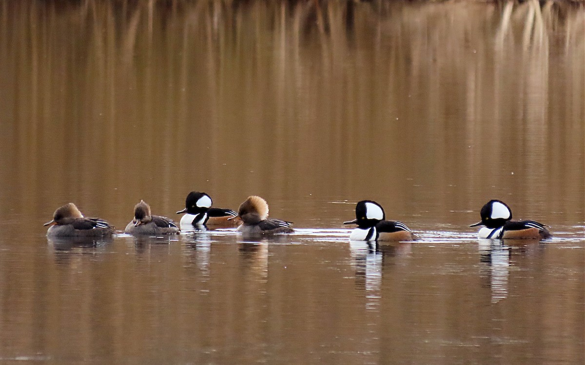 Hooded Merganser - ML612890298