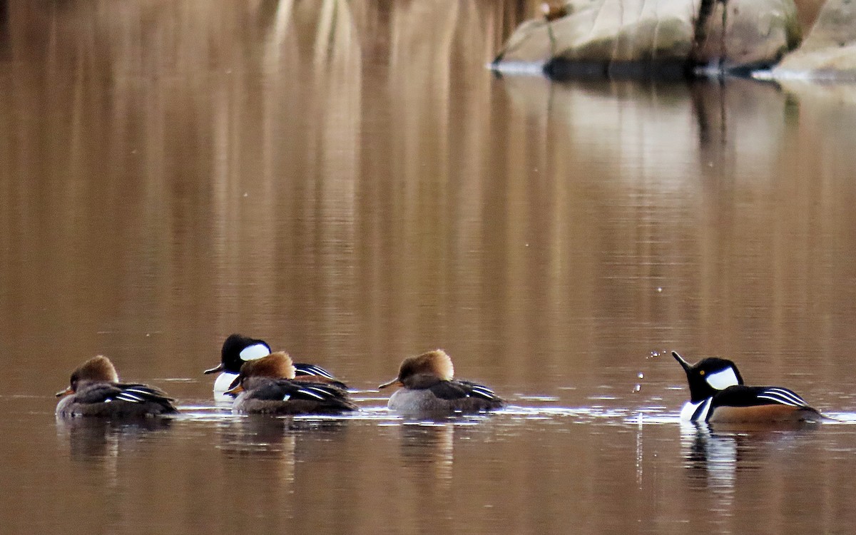 Hooded Merganser - ML612890300