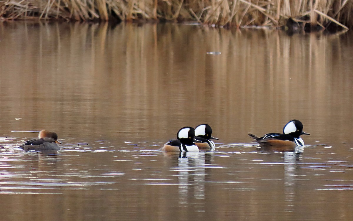 Hooded Merganser - ML612890313