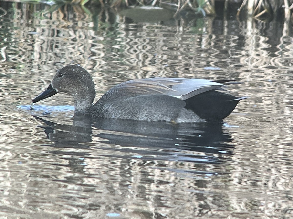 Gadwall - ML612890314