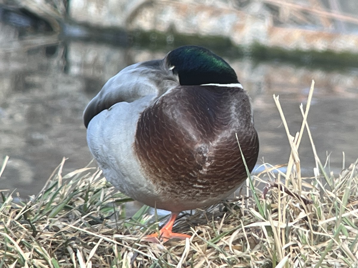 Mallard - ML612890357