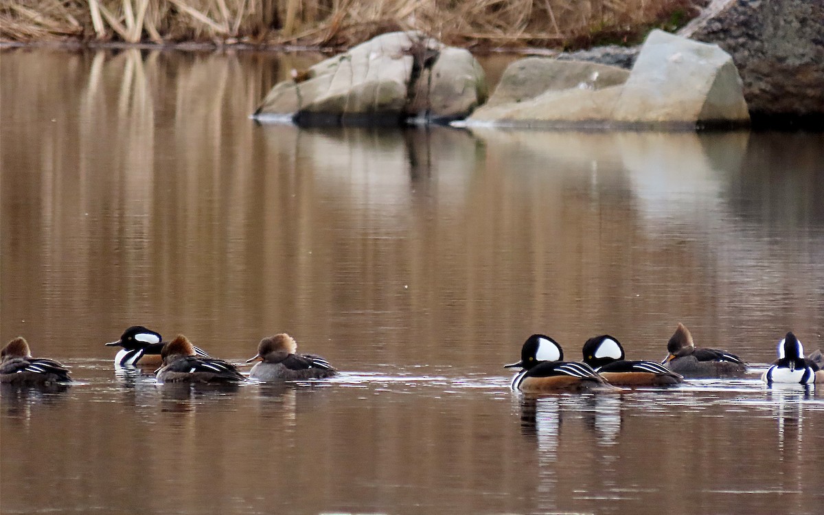 Hooded Merganser - ML612890363