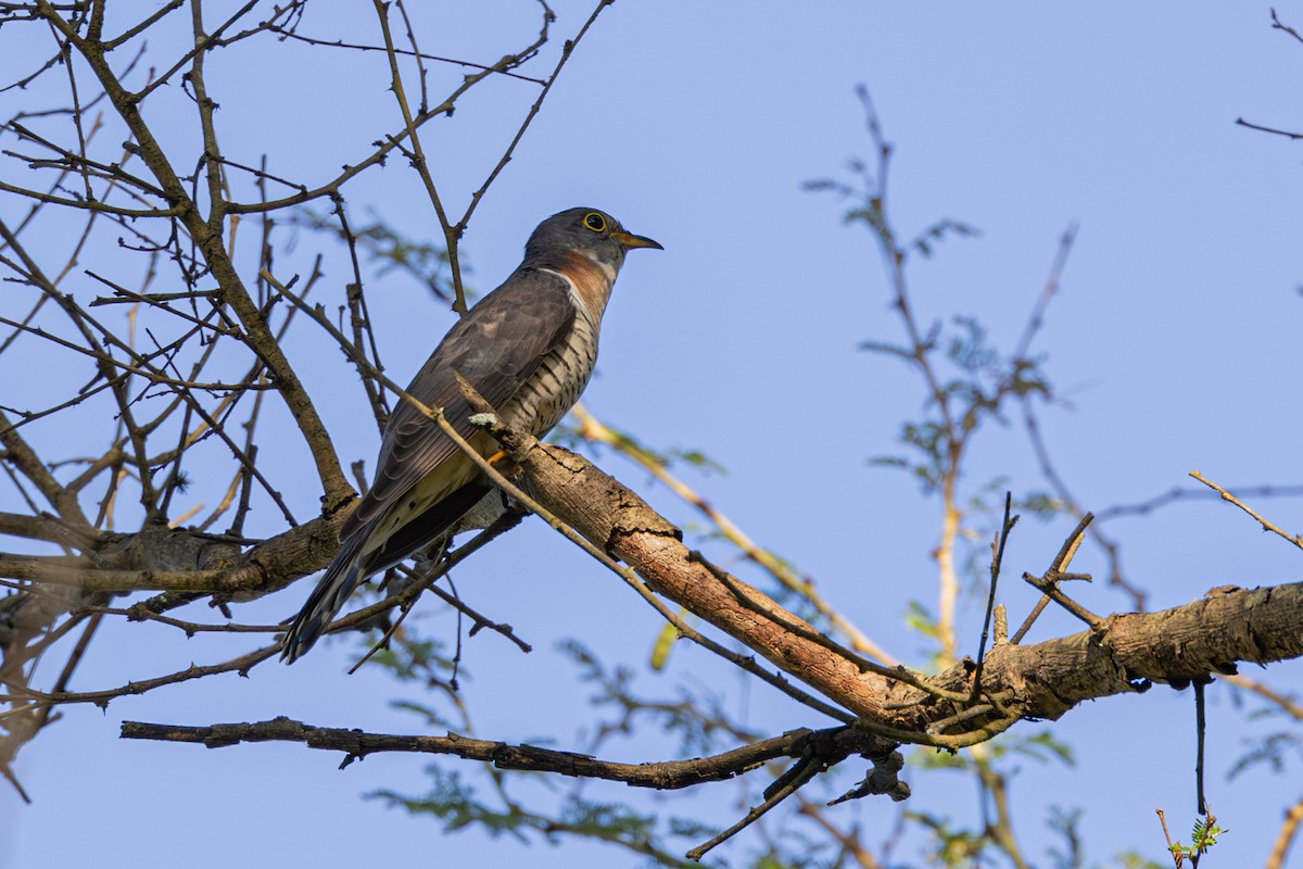 Red-chested Cuckoo - ML612890369