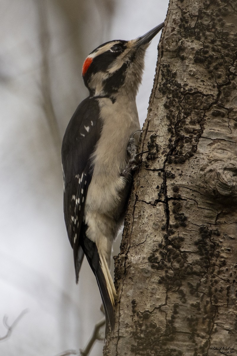 Hairy Woodpecker - ML612890404
