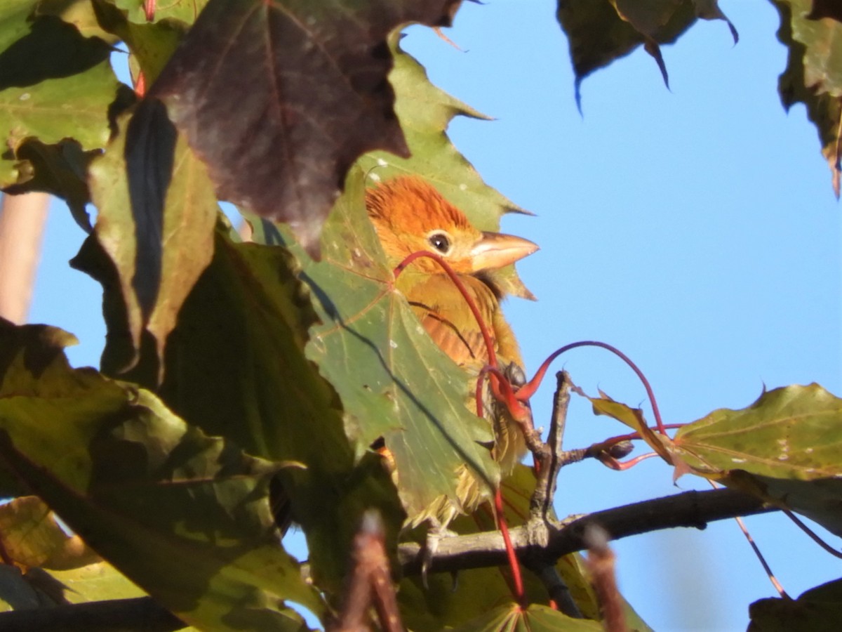 Summer Tanager - Darlene Deemert