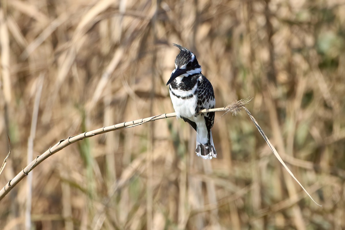 Pied Kingfisher - ML612890451