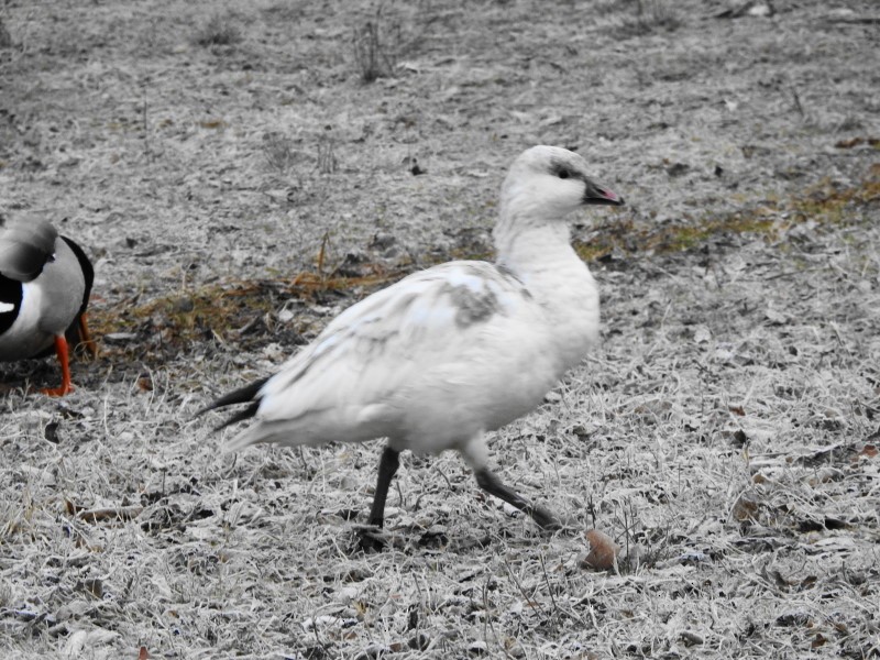 Zwergschneegans - ML612890461