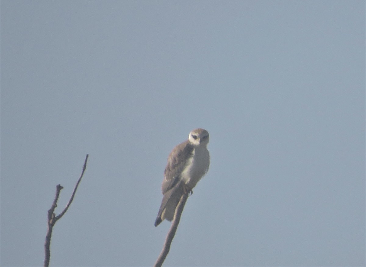 Black-winged Kite - ML612890466